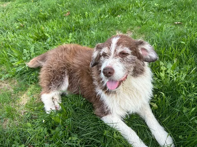 chien lost   32330 Mouchan Jack