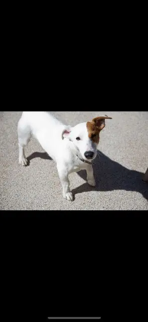 chien lost   32120 Saint-Antonin Jookaï