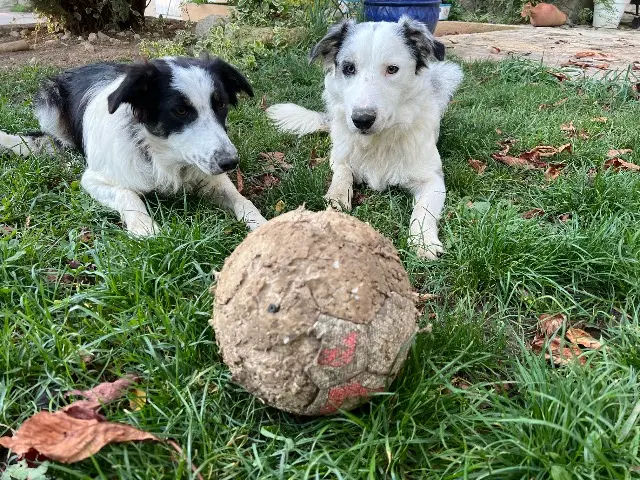 chien lost   32700 Lectoure Kafrine et Ulysse