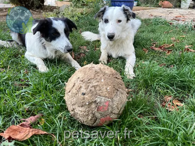 hond vermist 32700 Lectoure Kafrine et Ulysse hond lost 32700 Lectoure Kafrine et Ulysse