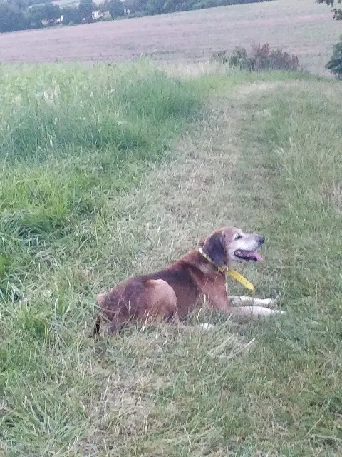 chien lost   32130 Samatan Mylord