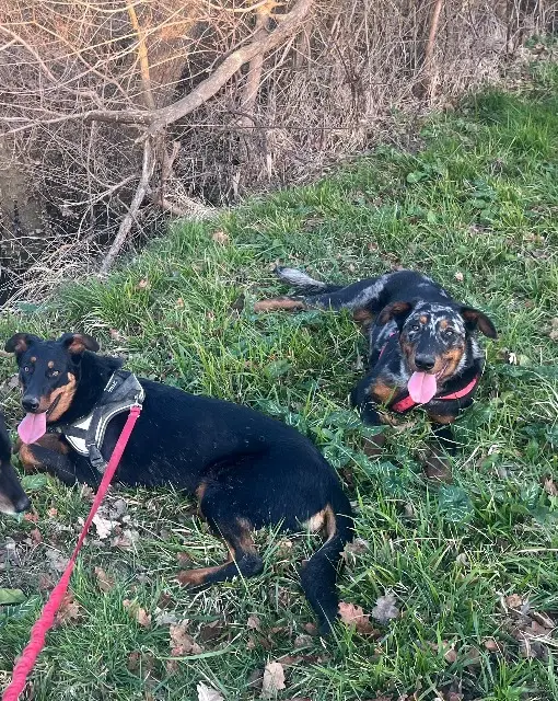 Hund vermisst 32120 Puycasquier Stark Hund lost 32120 Puycasquier Stark