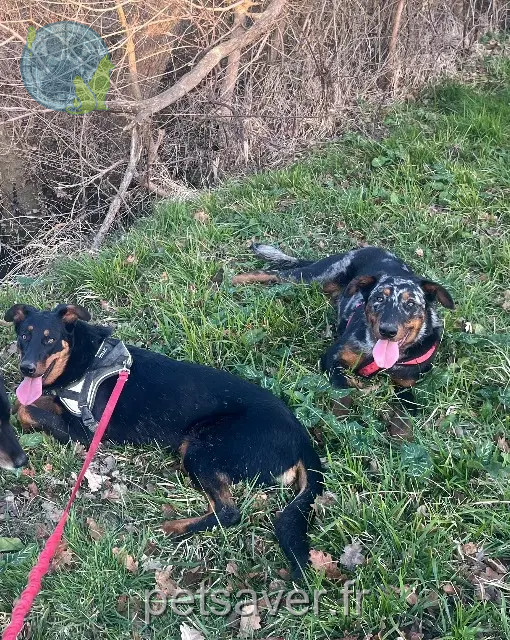 cane perso 32120 Puycasquier Stark cane lost 32120 Puycasquier Stark