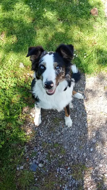 chien lost   32140 Bézues-Bajon Suffi