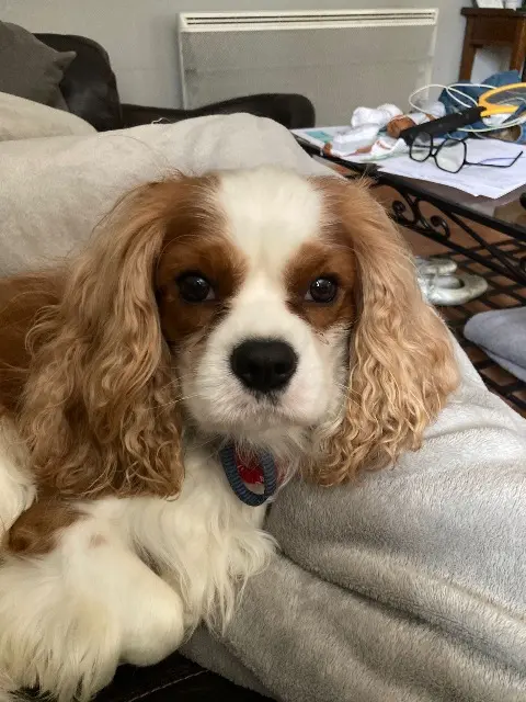 chien lost   32810 Duran Tidoo