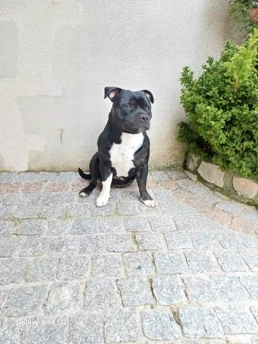 Chien Perdu 32 Gers - Uno Chien Perdu 32 Gers - Uno