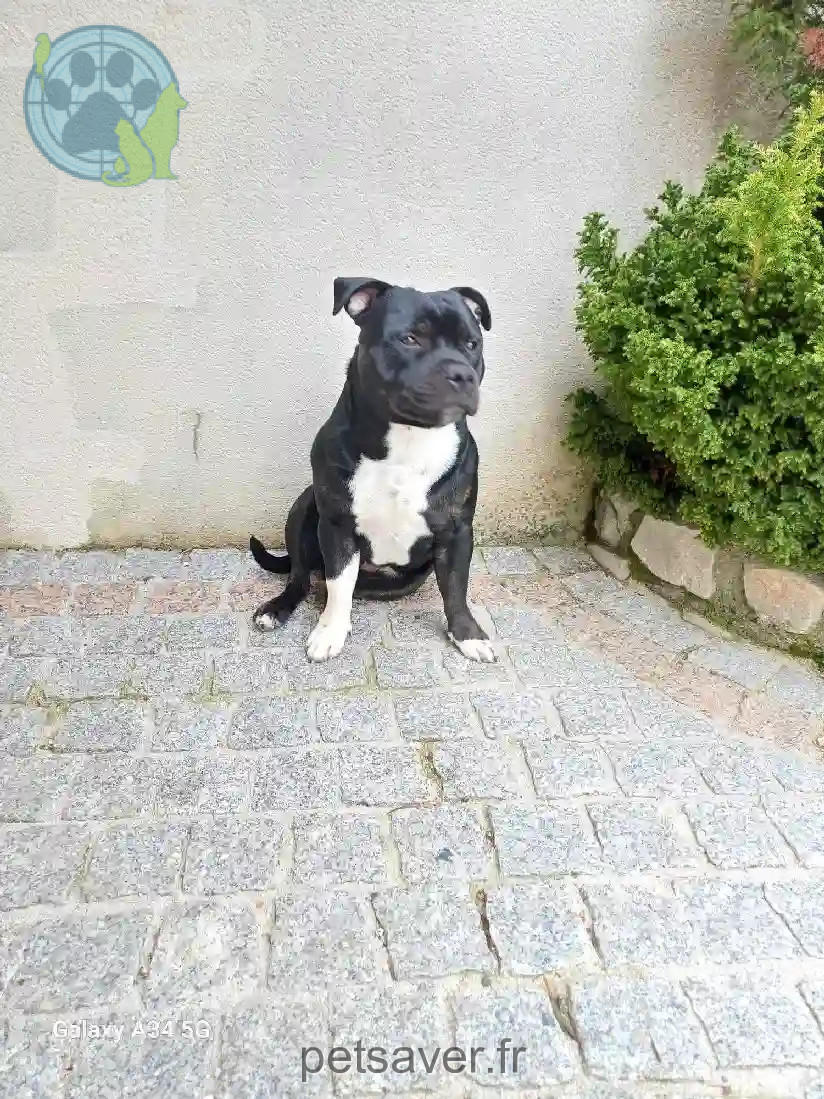 Chien Perdu 32 Gers - Uno Chien Perdu 32 Gers - Uno