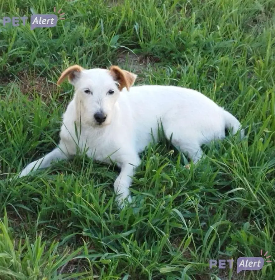 Chien Perdu 33 Gironde