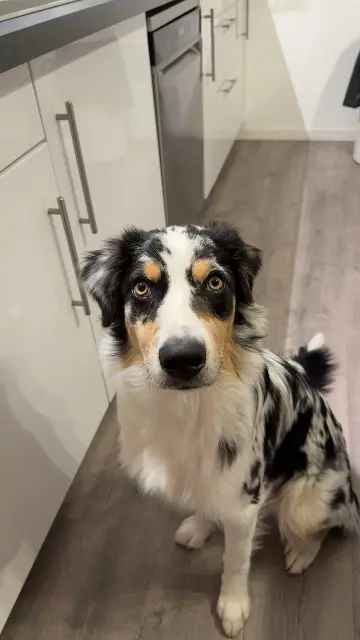 chien lost   33370 Tresses Aito