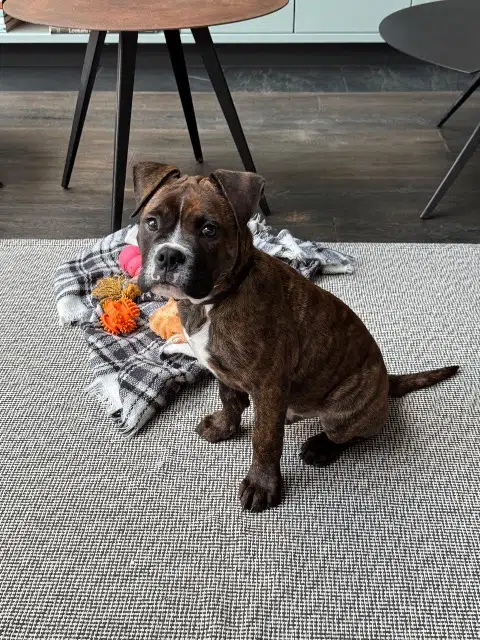 chien lost    La Teste-de-Buch Atlas