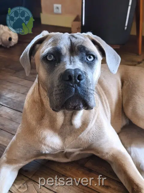 chien lost   33141 Villegouge Atlas