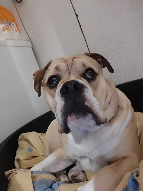 chien lost   33330 Saint-Sulpice-de-Faleyrens Atlas