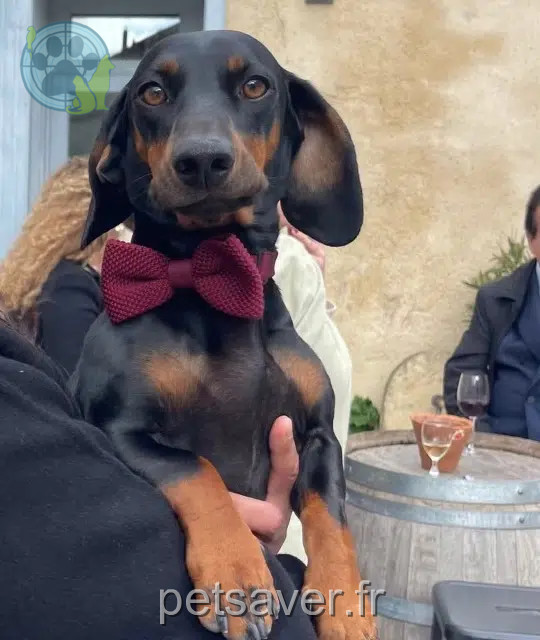 chien perdu 33124 Aillas Basil chien lost 33124 Aillas Basil