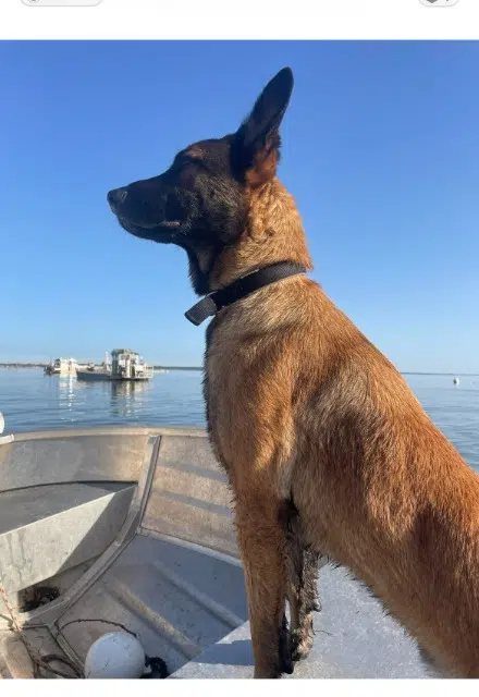 chien lost   33400 Talence Bobie