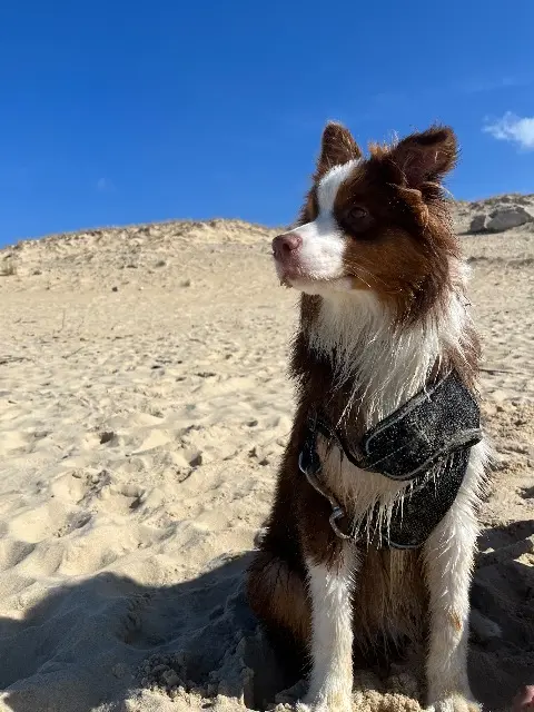 chien lost    Bordeaux GUAPO