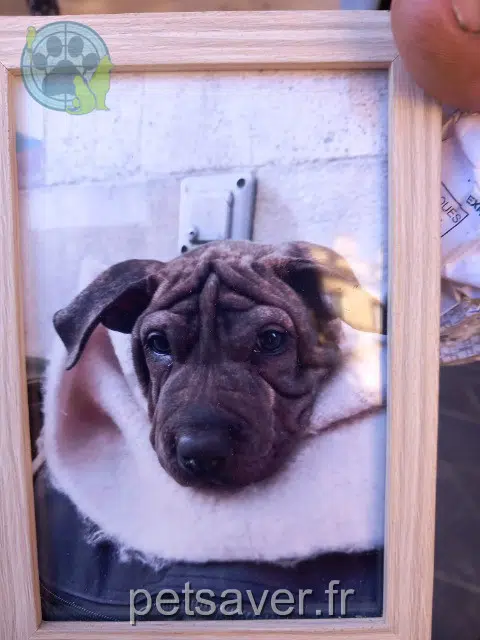 chien lost    Bordeaux Titi