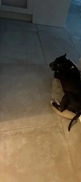 chien lost   33670 Créon Cesar