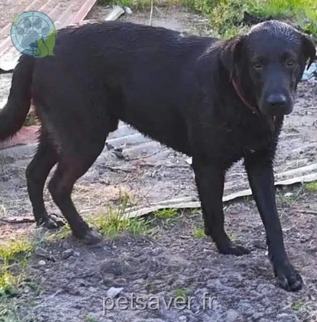 dog lost 33180 Vertheuil Chico dog lost 33180 Vertheuil Chico