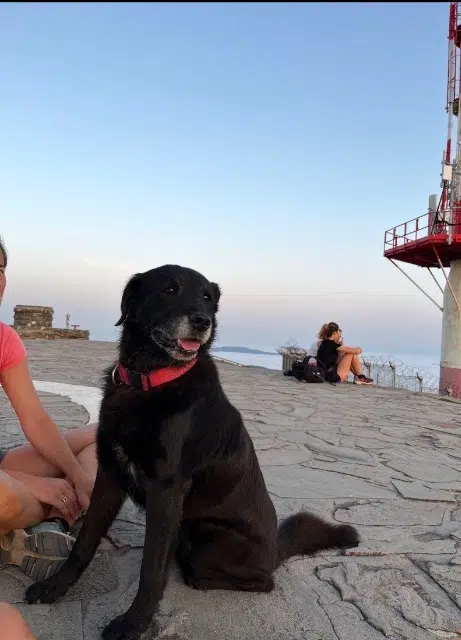 chien lost   33290 Blanquefort Cookie