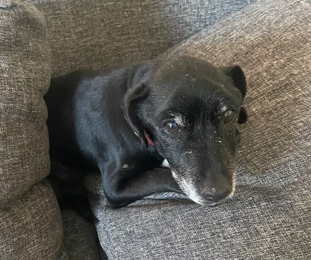 chien lost   33700 Mérignac Diego