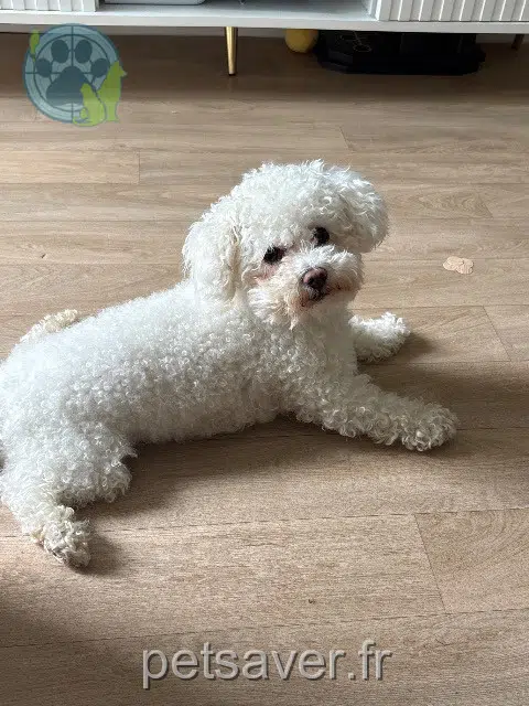 chien lost   33150 Cenon Doudou