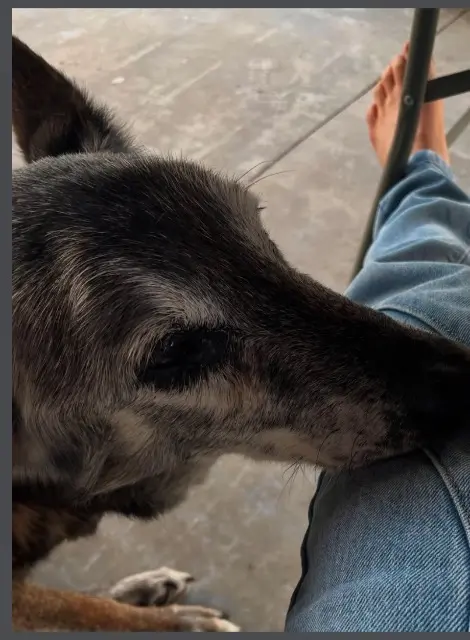 chien lost   33920 Saint-Savin Eder
