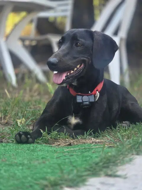 chien lost   33450 Saint-Loubès Etho