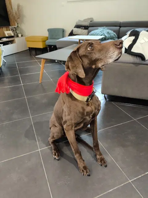 chien lost   33550 Le Tourne Gadoo