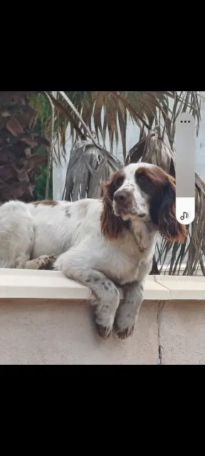 chien lost   33600 Pessac Gaspard est