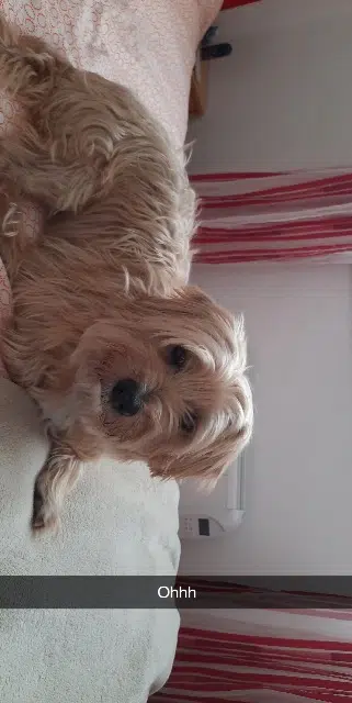 chien lost   33750 Saint-Germain-du-Puch Goldy