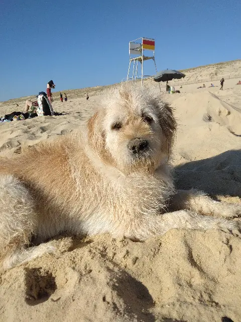 chien lost   33124 Aillas Hélios