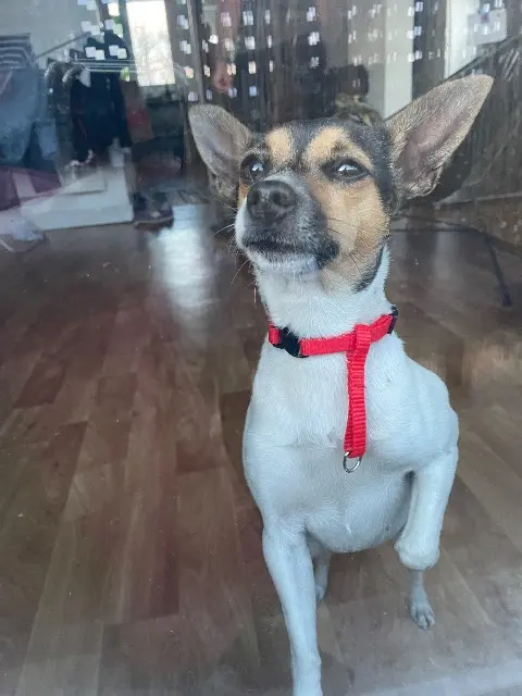 chien lost   33560 Sainte-Eulalie Jack russel