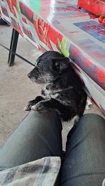 chien lost   33130 Bègles Kara