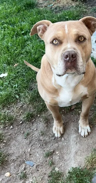 chien lost   33440 Ambarès-et-Lagrave Kenzo
