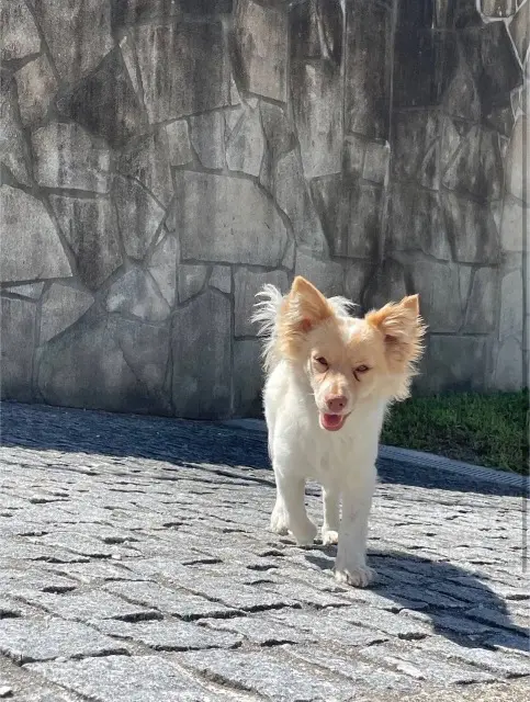 chien lost   33310 Lormont Leão (lion)