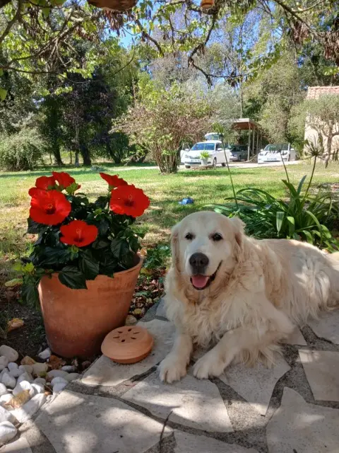 chien lost   33920 Saint-Savin Lucky