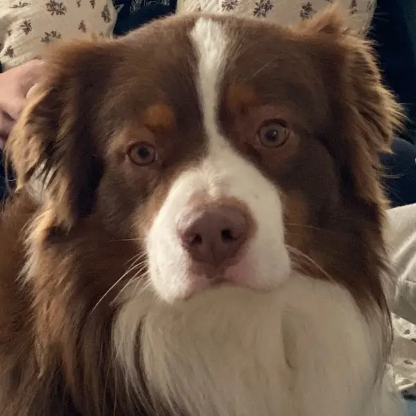 chien lost   33270 Floirac Lupin