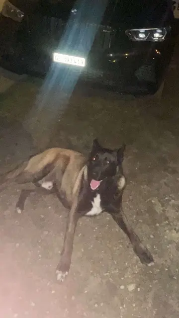 chien lost   33340 Lesparre-Médoc Many