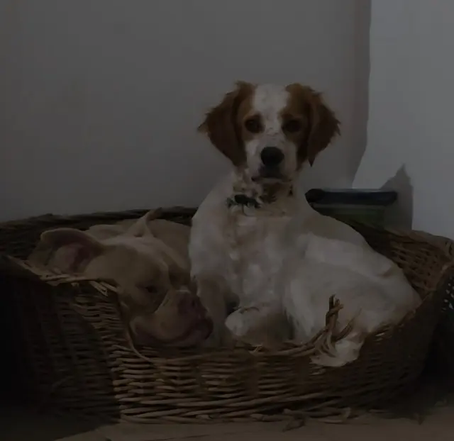 chien lost   33180 Saint-Estèphe Marius