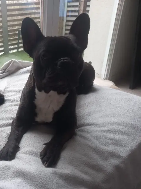 chien lost   33290 Parempuyre Marley