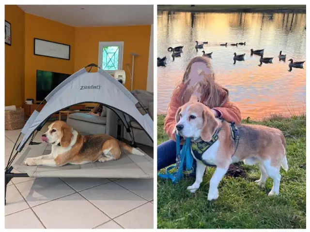 chien lost   33560 Sainte-Eulalie Meindl