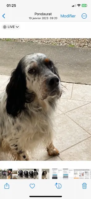 chien lost   33190 Pondaurat Neo