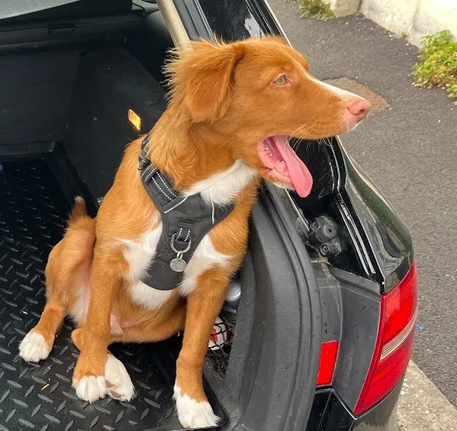 chien lost   33130 Bègles NEO