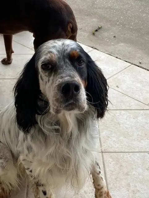 chien lost   33190 Pondaurat Neo
