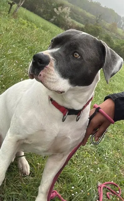 chien lost   33370 Pompignac Oby