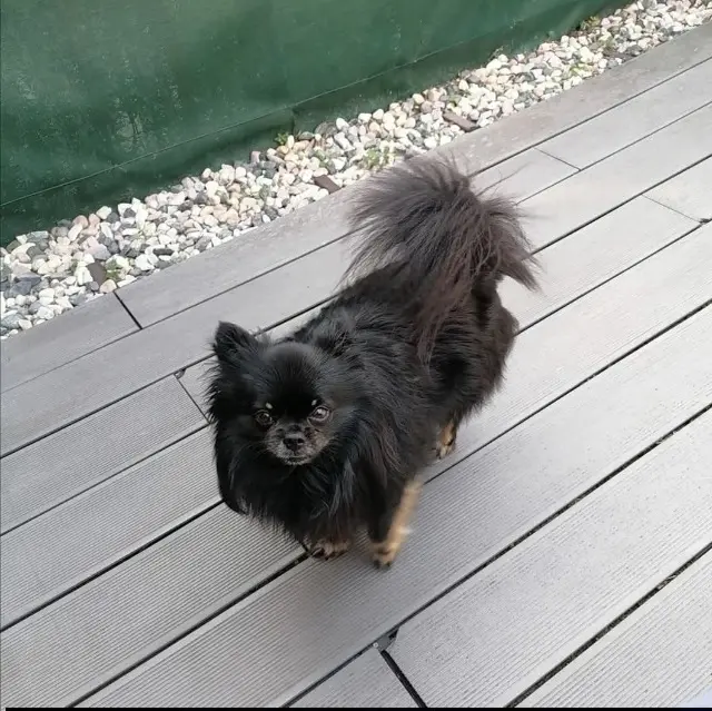 chien lost   33290 Ludon-Médoc Onyx