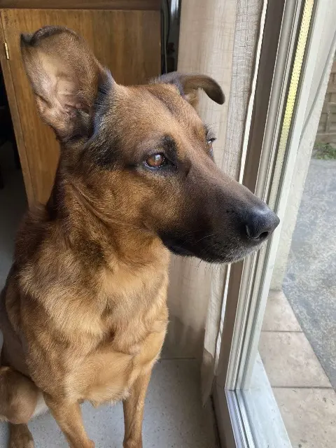 chien lost   33400 Talence Ouragan