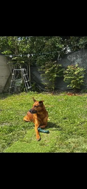 chien lost   33140 Villenave-d'Ornon Ouragan