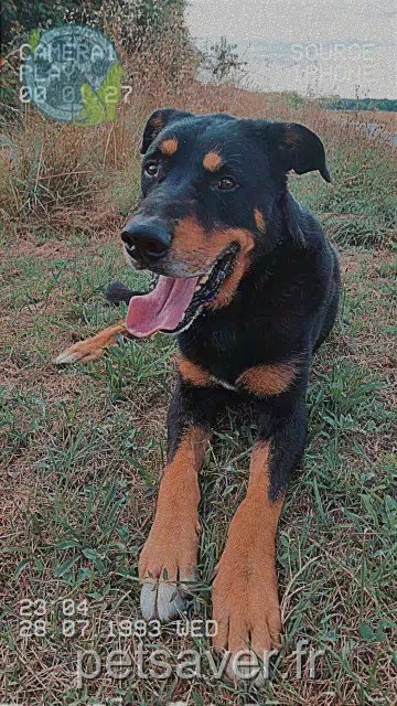 chien lost   33210 Langon Poopy