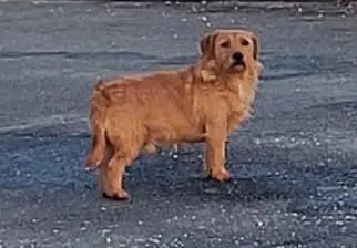 chien lost   33410 Cadillac-sur-Garonne Prosper